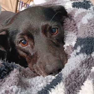 Meet your Posher, Rory